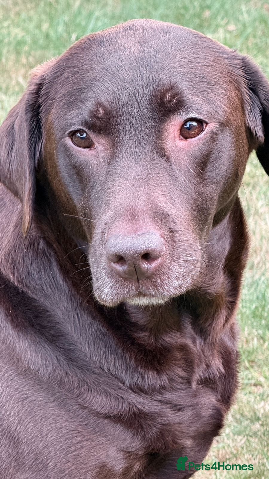 Labrador Retriever dogs Wonderful KC Chocolate Labrador Pups for Sale - Advert 2