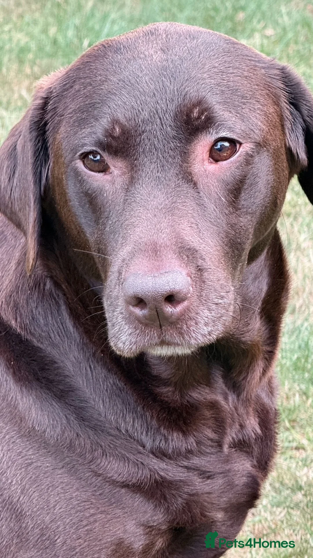 Labrador Retriever dogs for sale: Wonderful KC Chocolate Labrador Pups for Sale - Advert 2