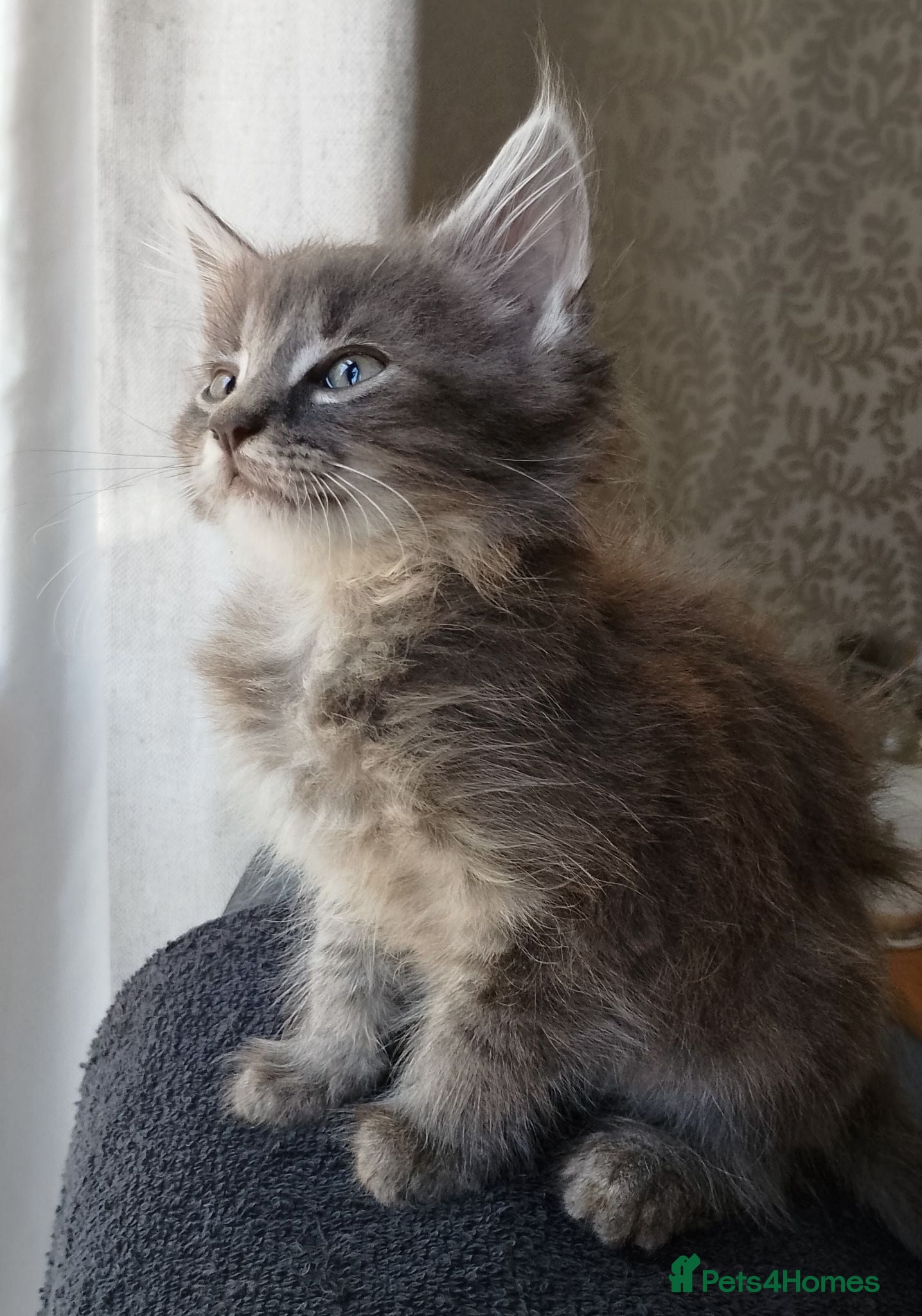 Maine Coon cats Maine Coon Cross Kittens - Advert 2