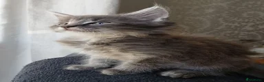 Maine Coon 6