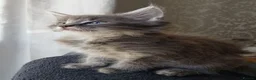 Maine Coon cats for sale: Maine Coon Cross Kittens - Advert 1