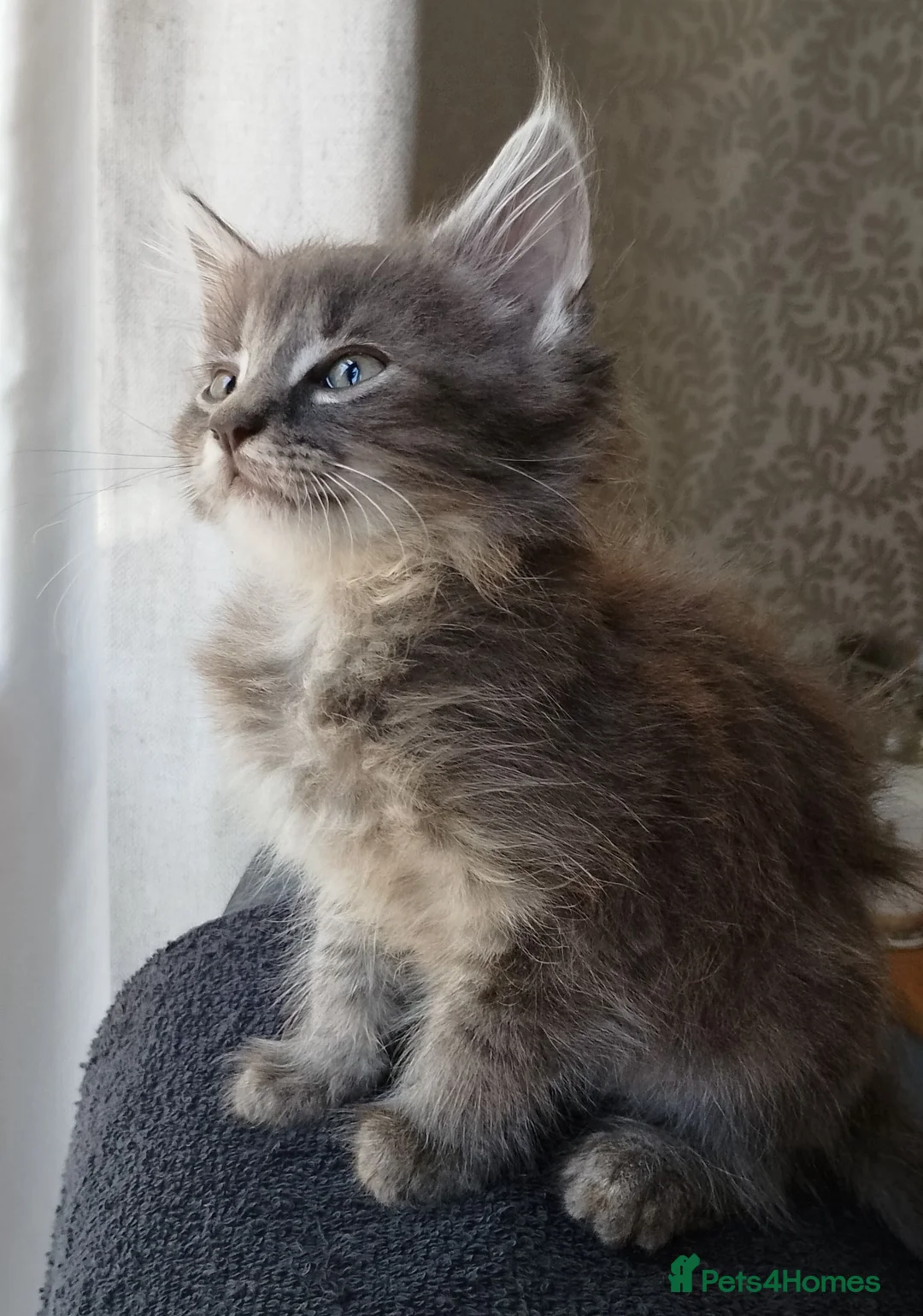 Maine Coon cats for sale: Maine Coon Cross Kittens - Advert 1