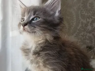 Maine Coon cats Maine Coon Cross Kittens - Advert 2