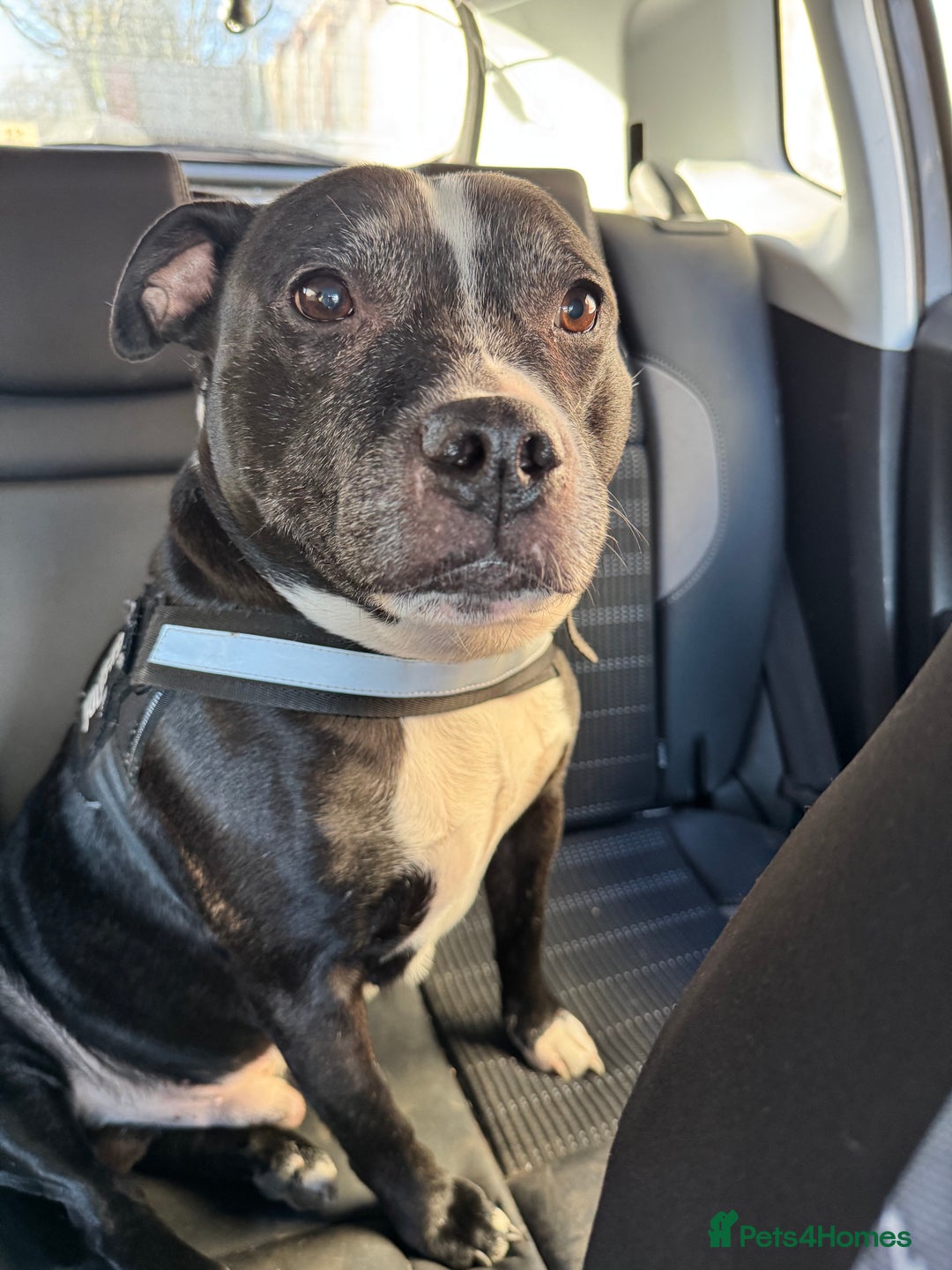 Staffordshire Bull Terrier dogs for sale: Needs new home  - Image 4