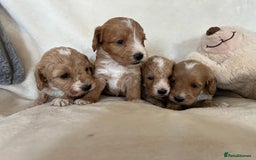 Cockapoo dogs for sale: Cockapoo puppies - DNA Health test clear  - Image 18