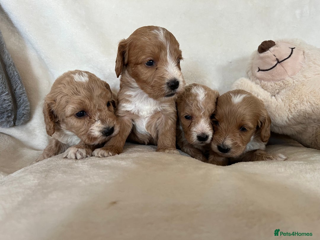 Cockapoo dogs for sale: Cockapoo puppies - DNA Health test clear  - Image 18