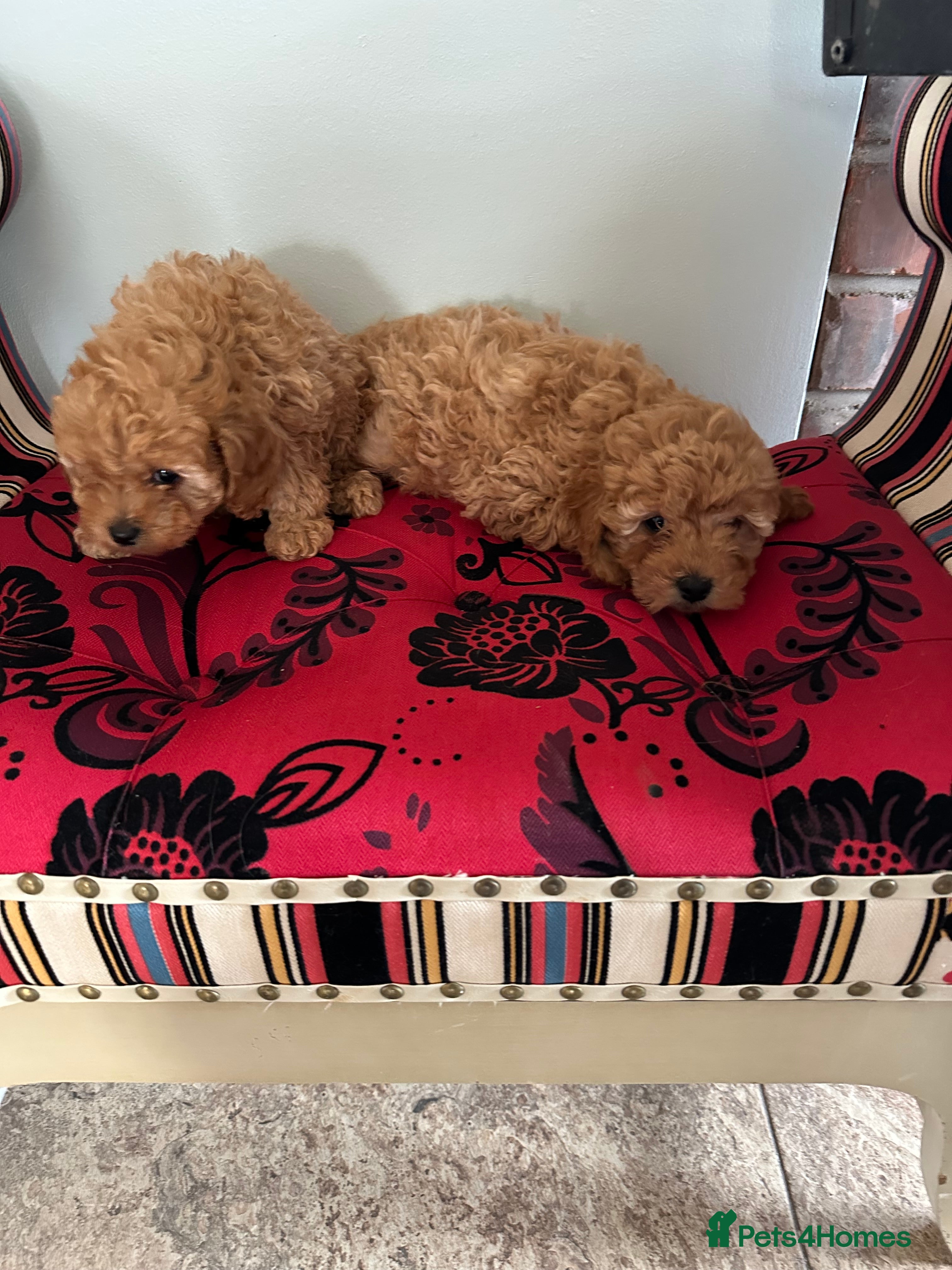 Cavapoochon dogs F1b Cavapoochon Puppies - Advert 1