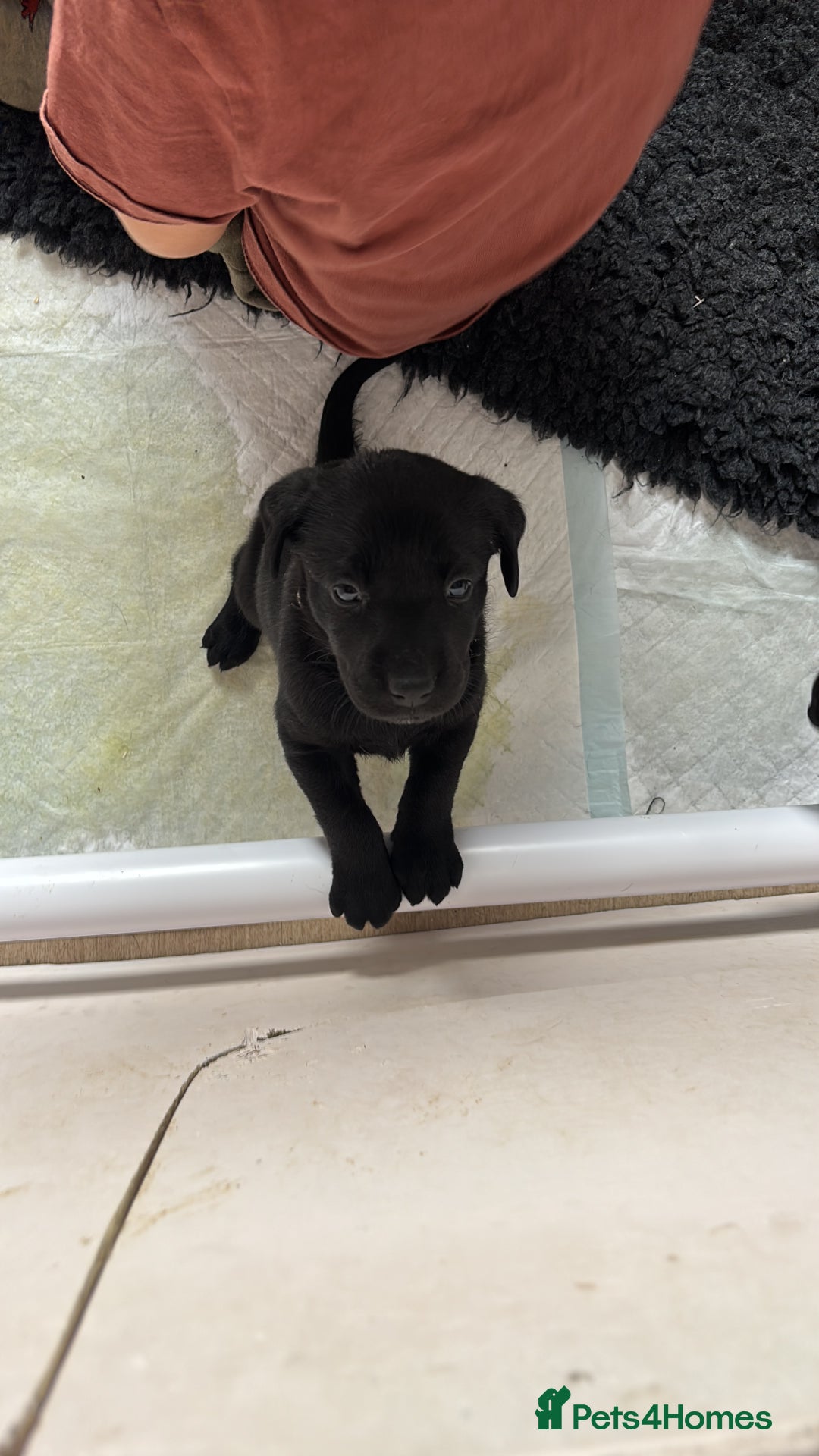 Mixed Breed dogs for sale: Black Lab x GSP puppies for sale - Image 2