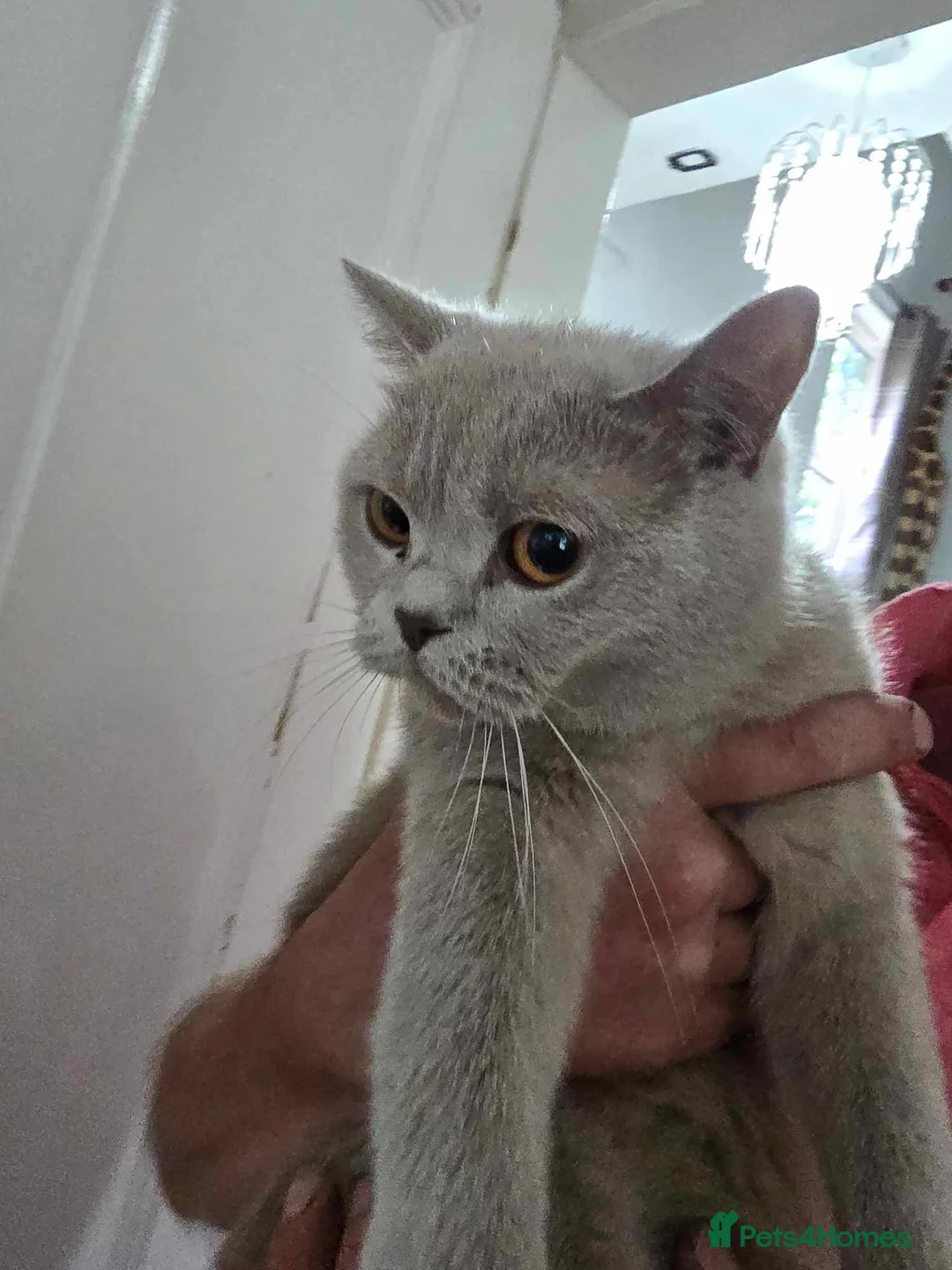 British Shorthair cats for sale: Rocky  in Romford - Advert 2