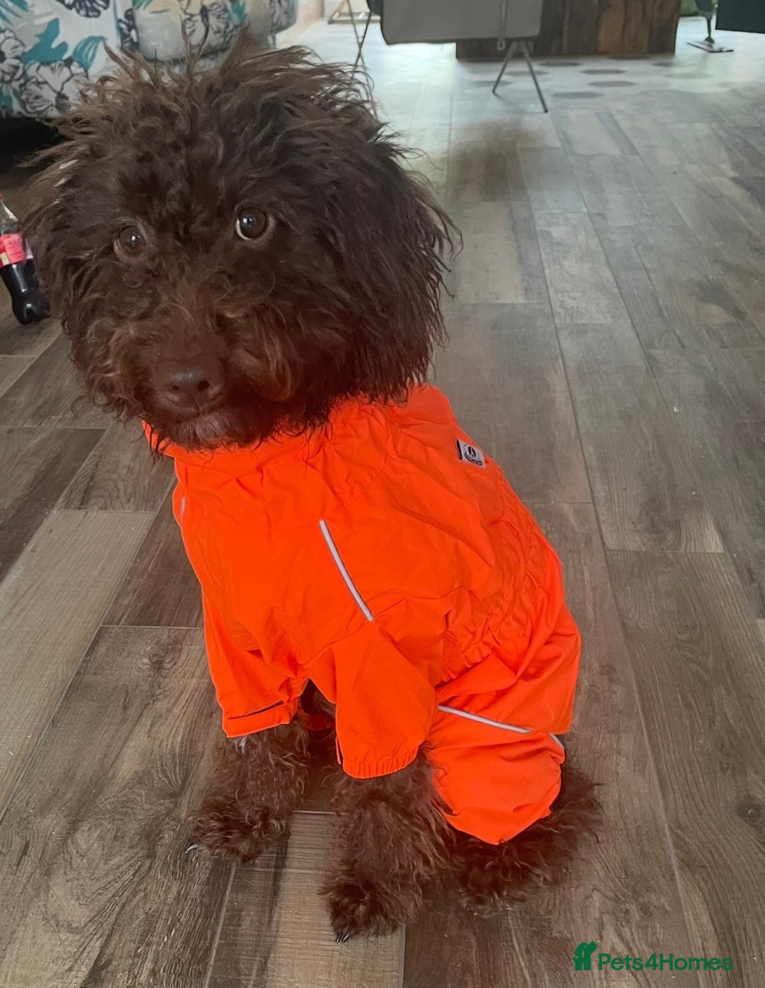 Cockapoo dogs for sale: Cockapoo pups ready 24th Dec healthtested parents  - Advert 6