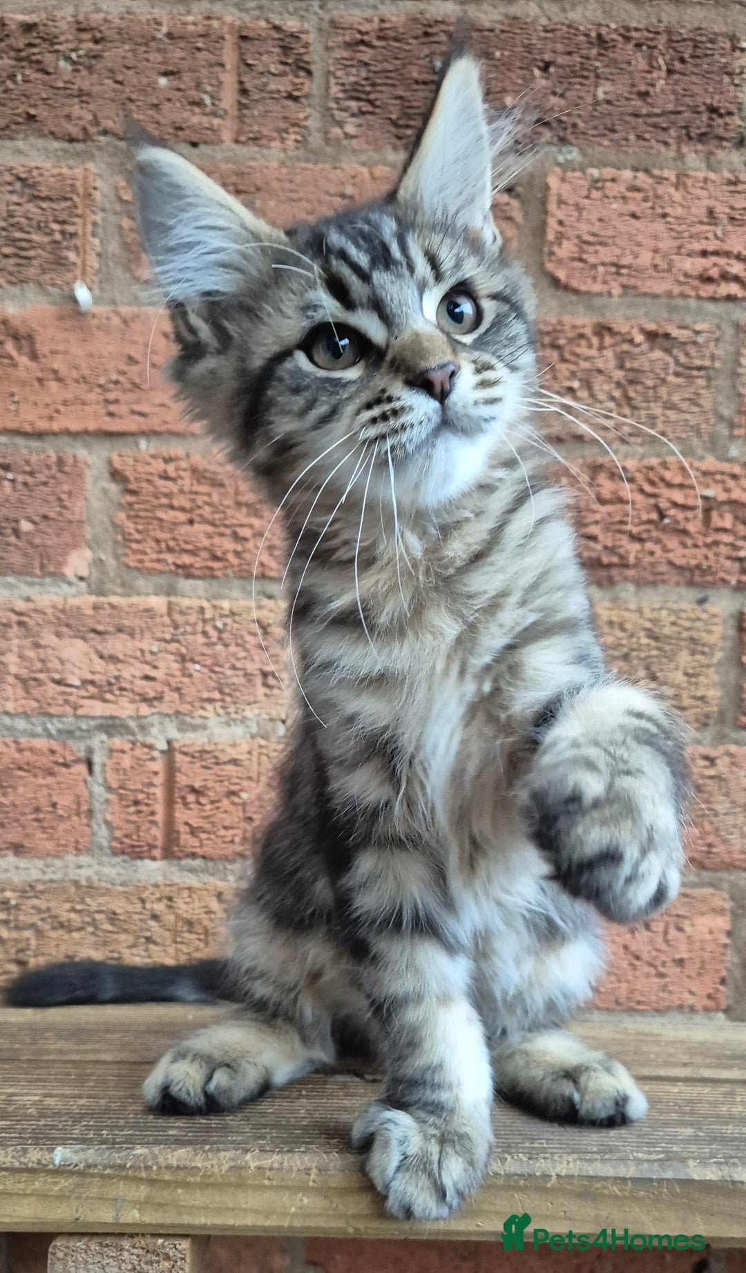Maine Coon cats for sale: 2 Boys 3 girls Maine Coones kittens - Advert 20