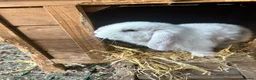 French Lop rabbits for sale: 🩷 French Lop Kits ready to leave tomorrow 🩷 - Advert 7