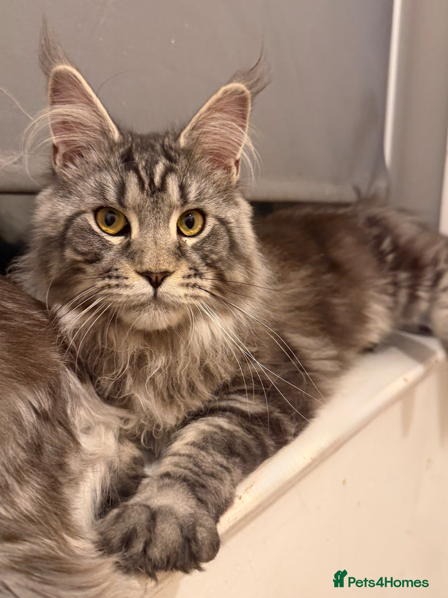 Maine Coon cats Active registered  Maine coons  - Advert 16