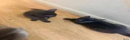British Shorthair cats for sale: Kittens for sale - Advert 3