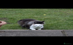 Maine Coon cats for stud: 3 amaizing cats available for stud duties! - Image 1