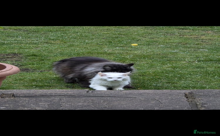 Maine Coon cats - Advert 3