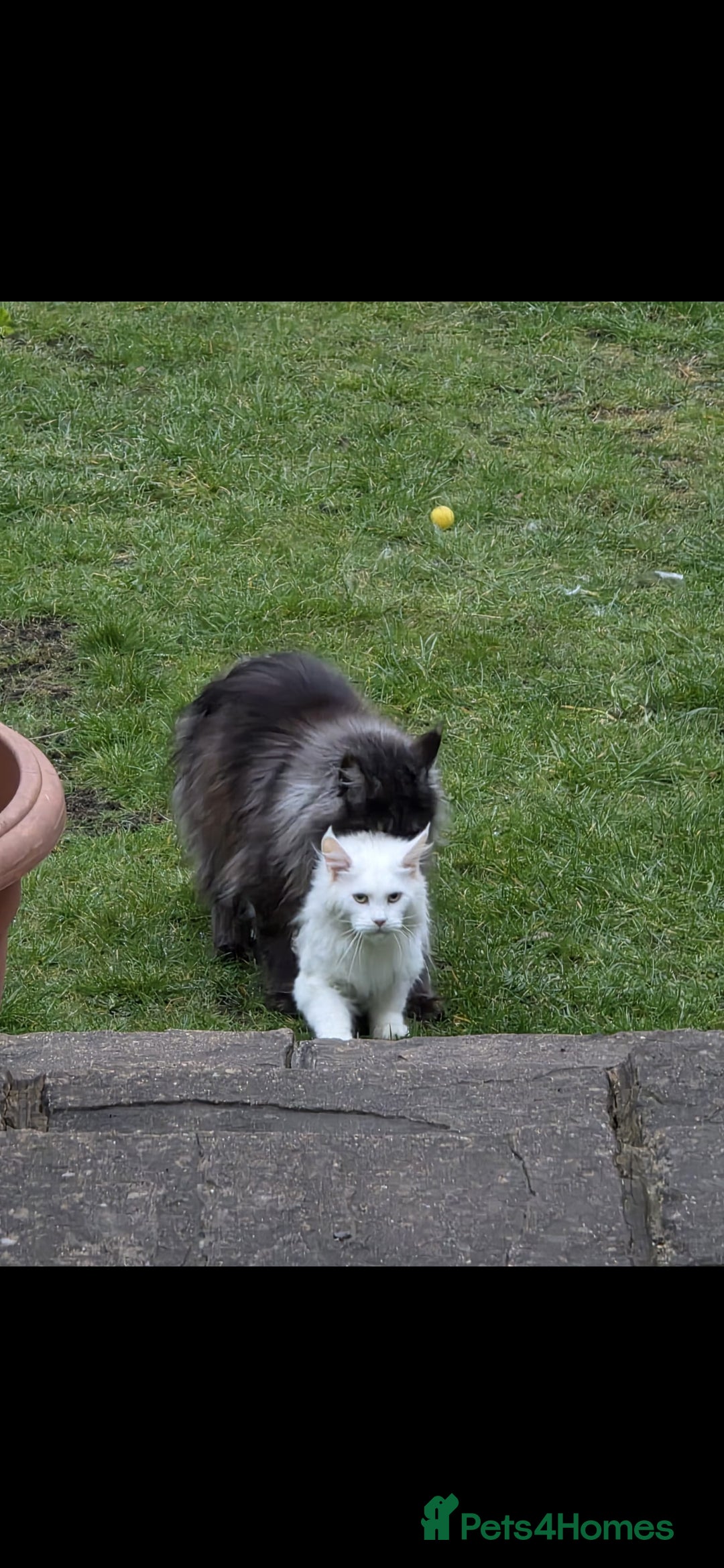 Maine Coon cats for stud: 3 amaizing cats available for stud duties! - Image 1