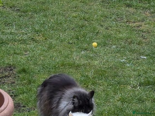 Maine Coon cats - Advert 3
