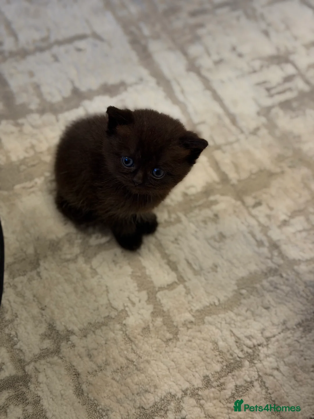 Scottish Fold cats for sale: Playful kittens – healthy and friendly in Reading - Advert 19