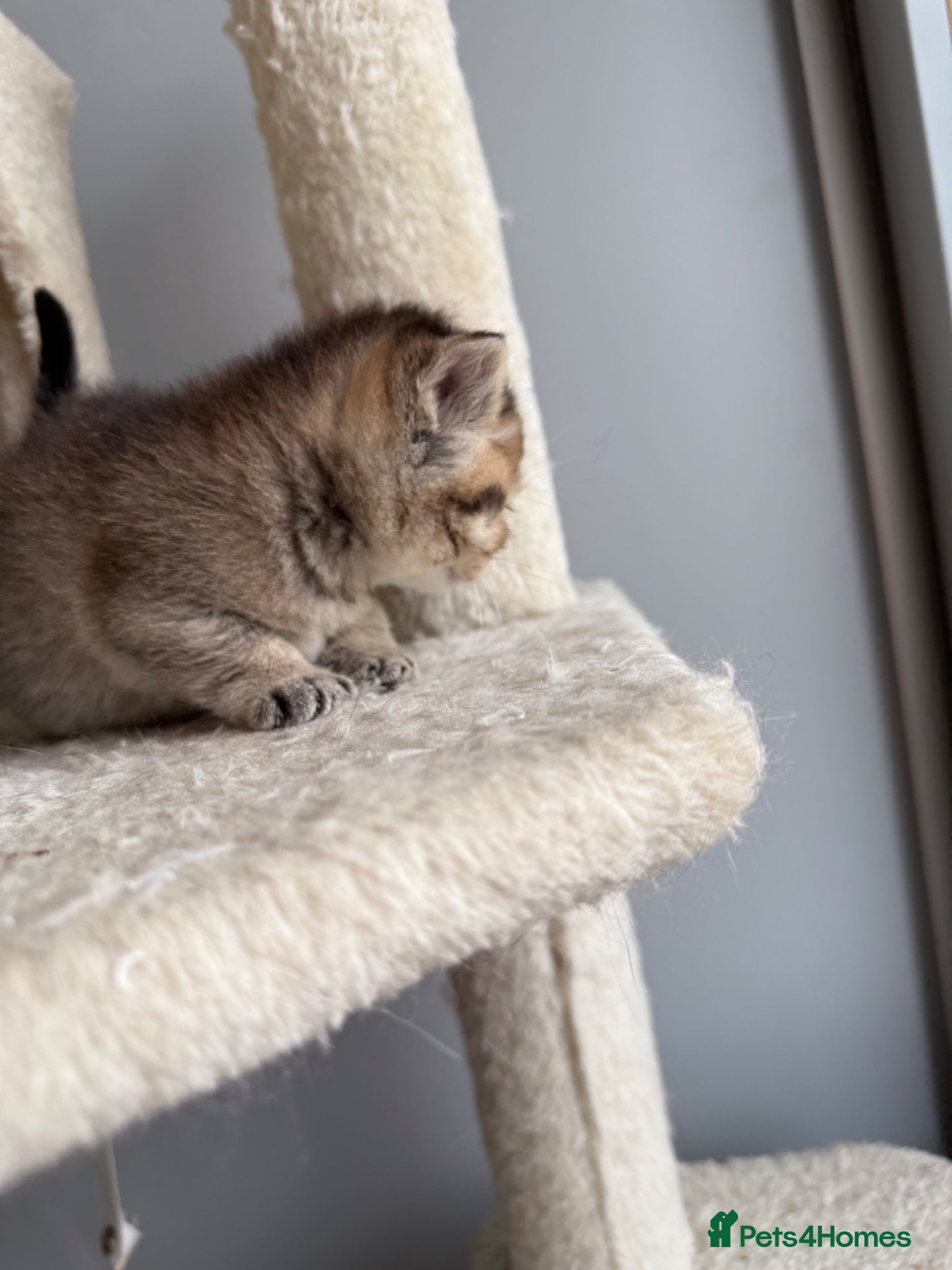 Scottish Fold cats Stunning Scottish fold/Scottish straight kittens🥰 - Advert 2