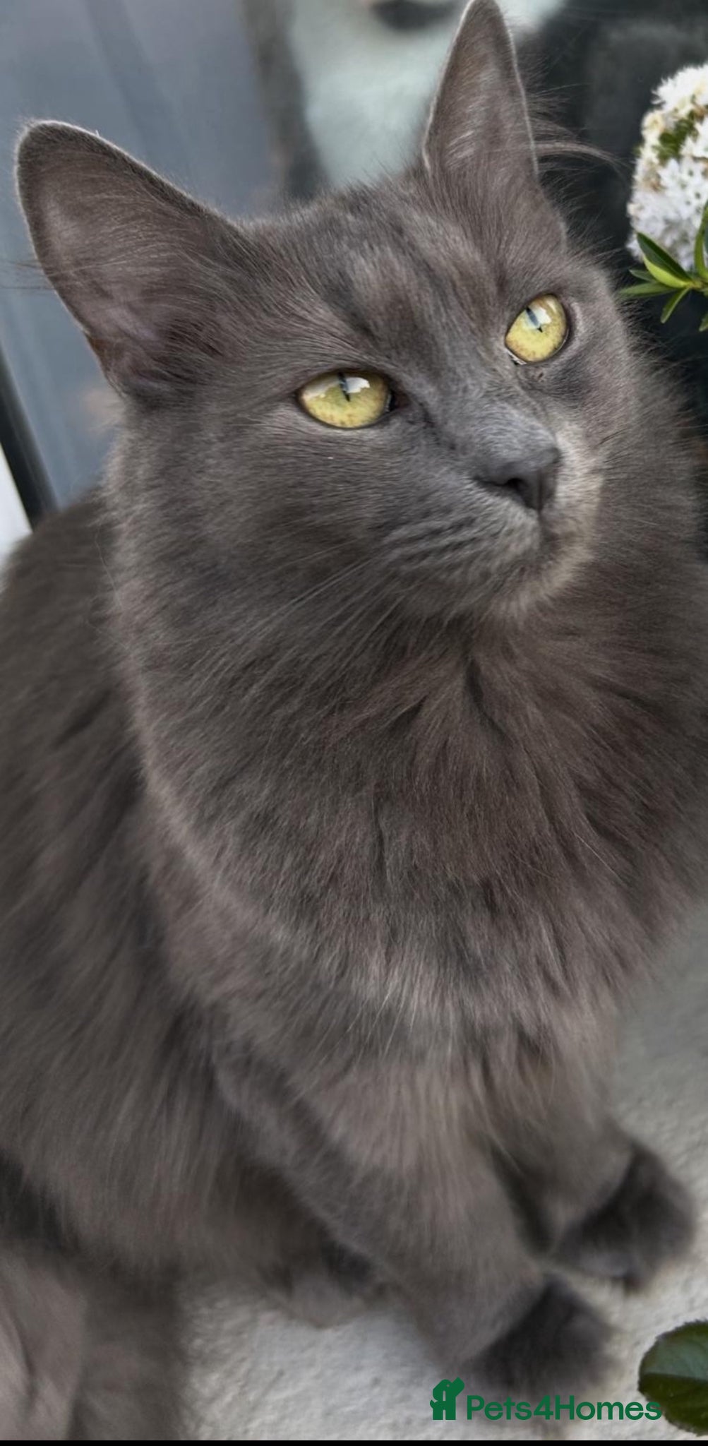 Mixed Breed cats for sale: Beautiful half ragdoll kittens 💖 - Advert 12