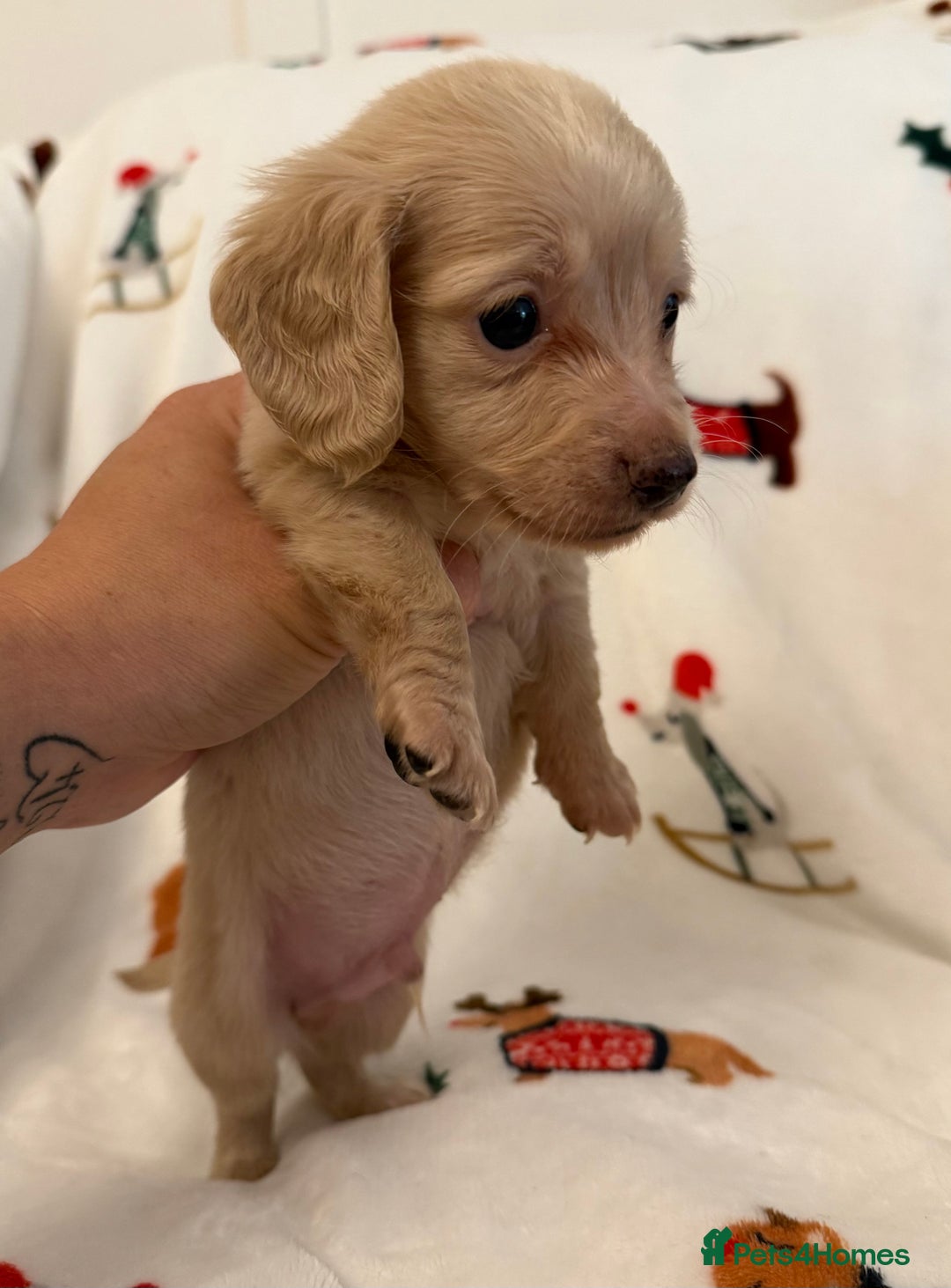 Miniature Dachshund dogs for sale: Beautiful Cream Longcoats Miniature Dachshund  - Advert 3