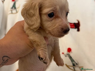 Miniature Dachshund dogs Beautiful Cream Longcoats Miniature Dachshund - Advert 4