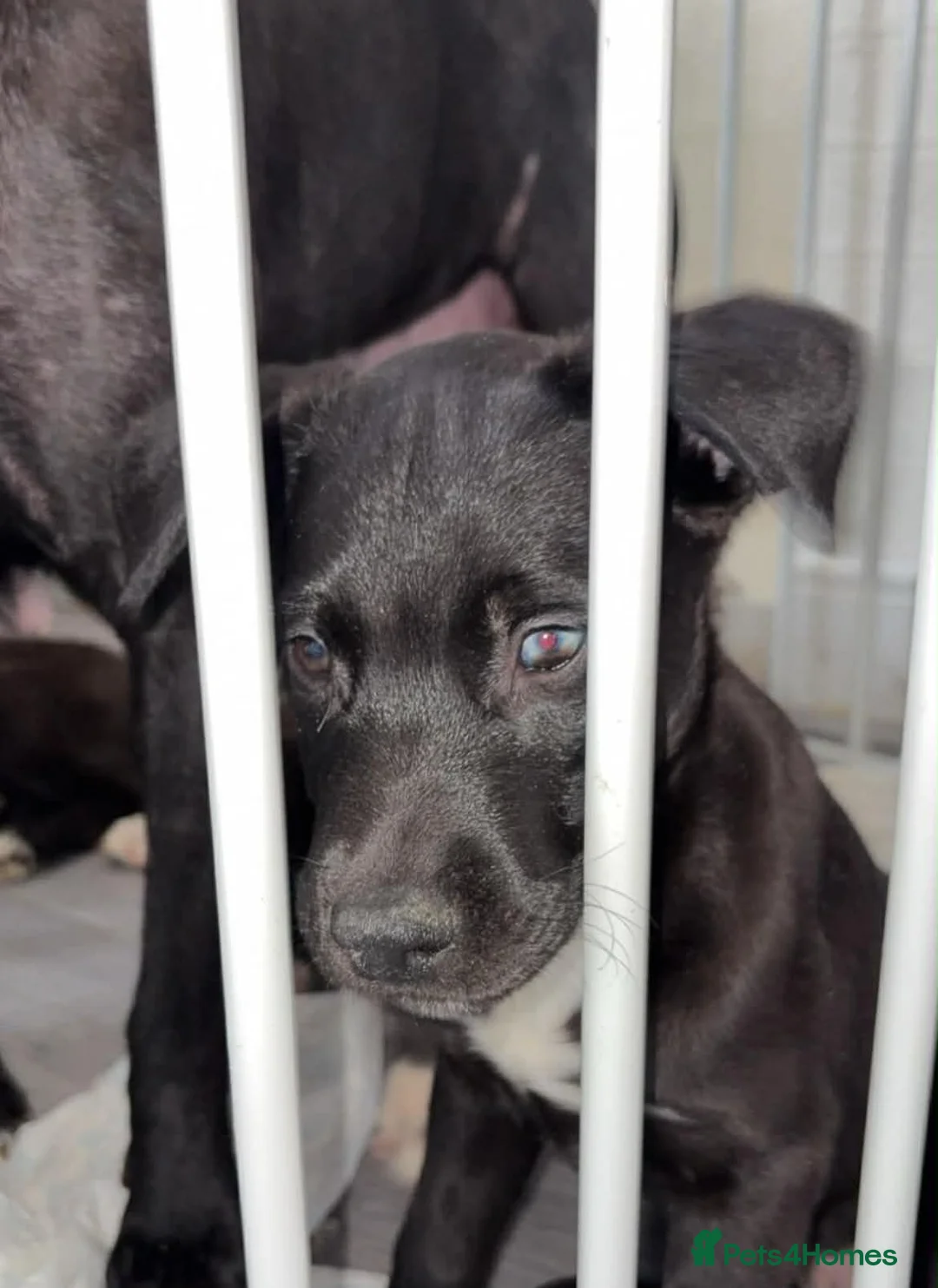 Mixed Breed dogs for sale: Lovey Husky Mix Puppies - Advert 2