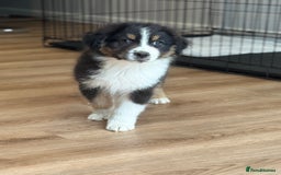 Australian Shepherd dogs for sale: 2 KC registered Australian Shepards remaining! - Image 20