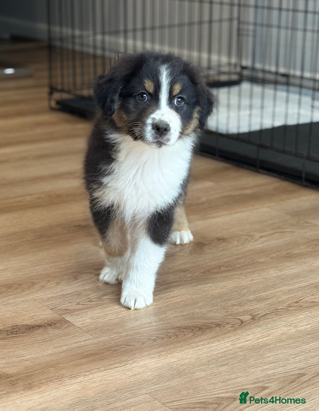 Australian Shepherd dogs for sale: 2 KC registered Australian Shepards remaining! - Image 20