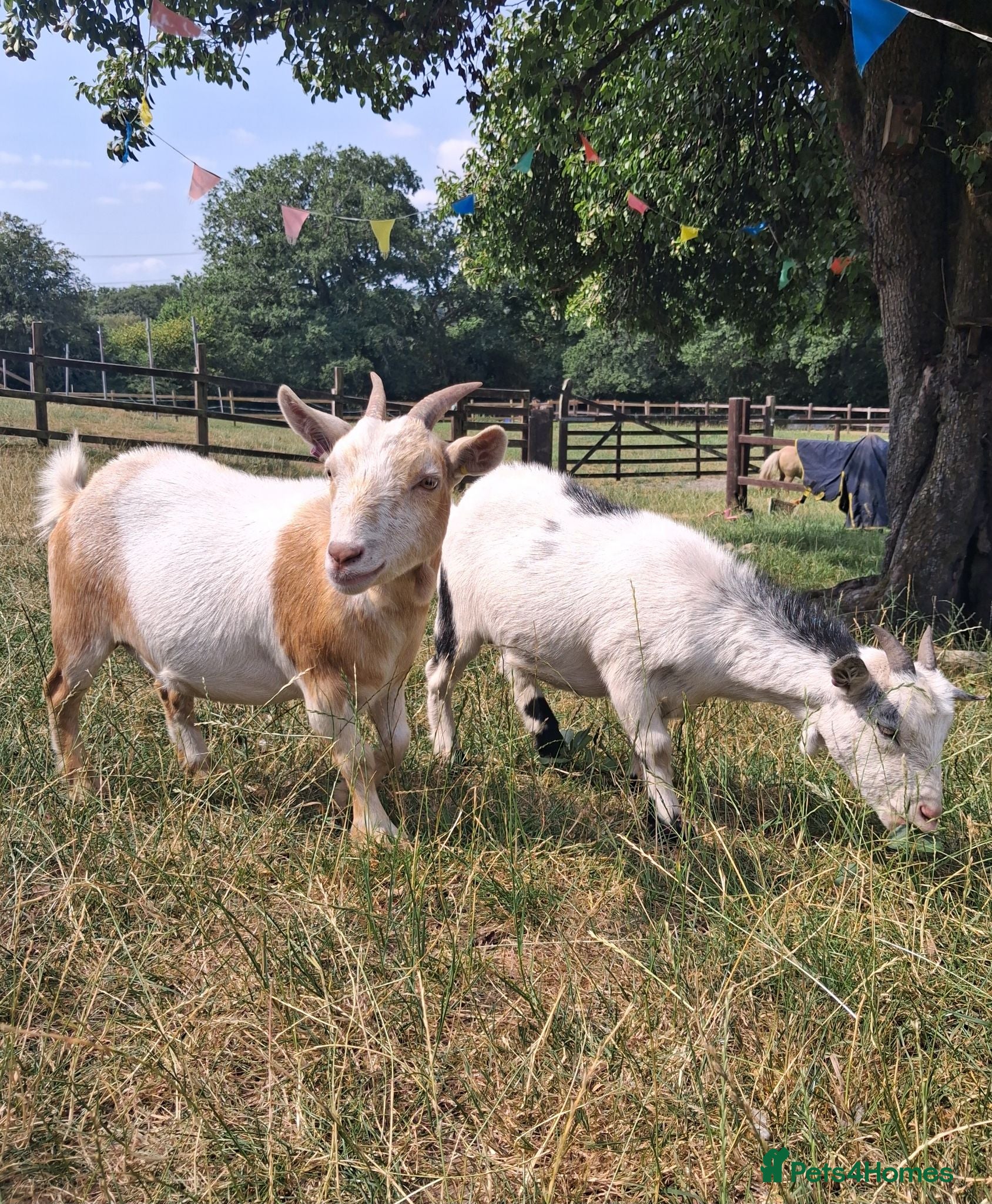 Goats livestock Two Friendly Female Pygmy Goats - Advert 4