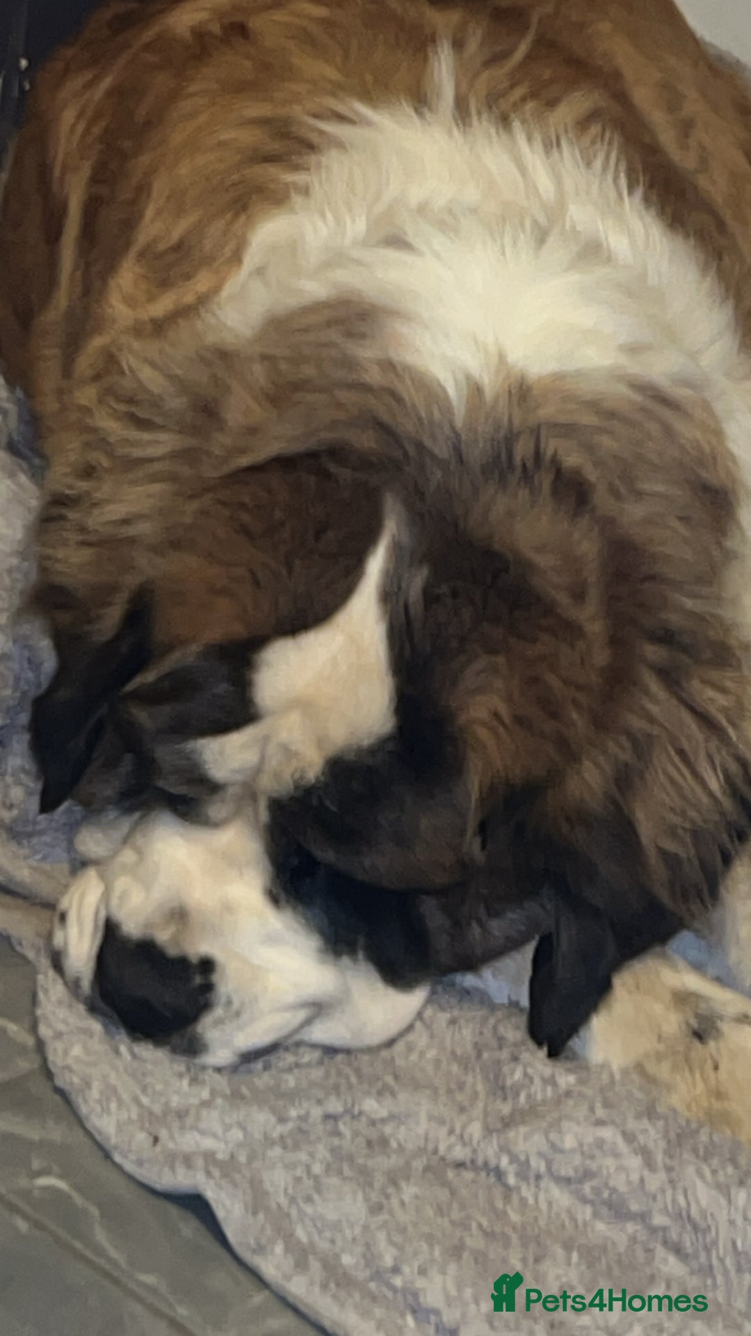Saint Bernard dogs for sale: Saint Bernard Rehoming - Advert 8