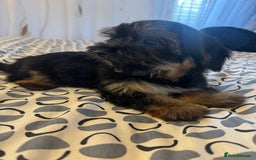 Yorkshire Terrier dogs for sale: Puppies for sale  - Image 12