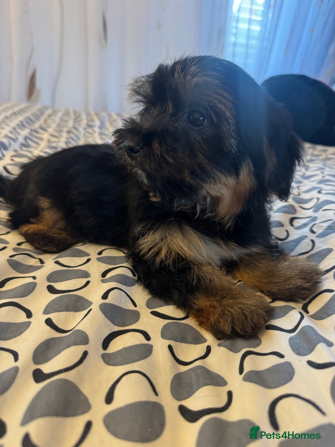 Yorkshire Terrier dogs for sale: Puppies for sale  - Image 12