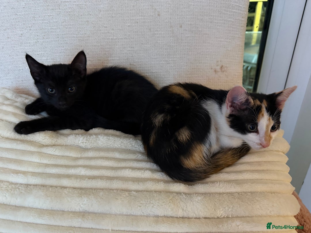 Oriental cats for sale: Sweet Confident Baby Girl - Image 6