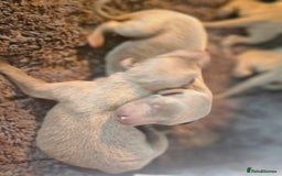 Whippet dogs for sale: KC Registered Blue Laguna Whippets - Image 6