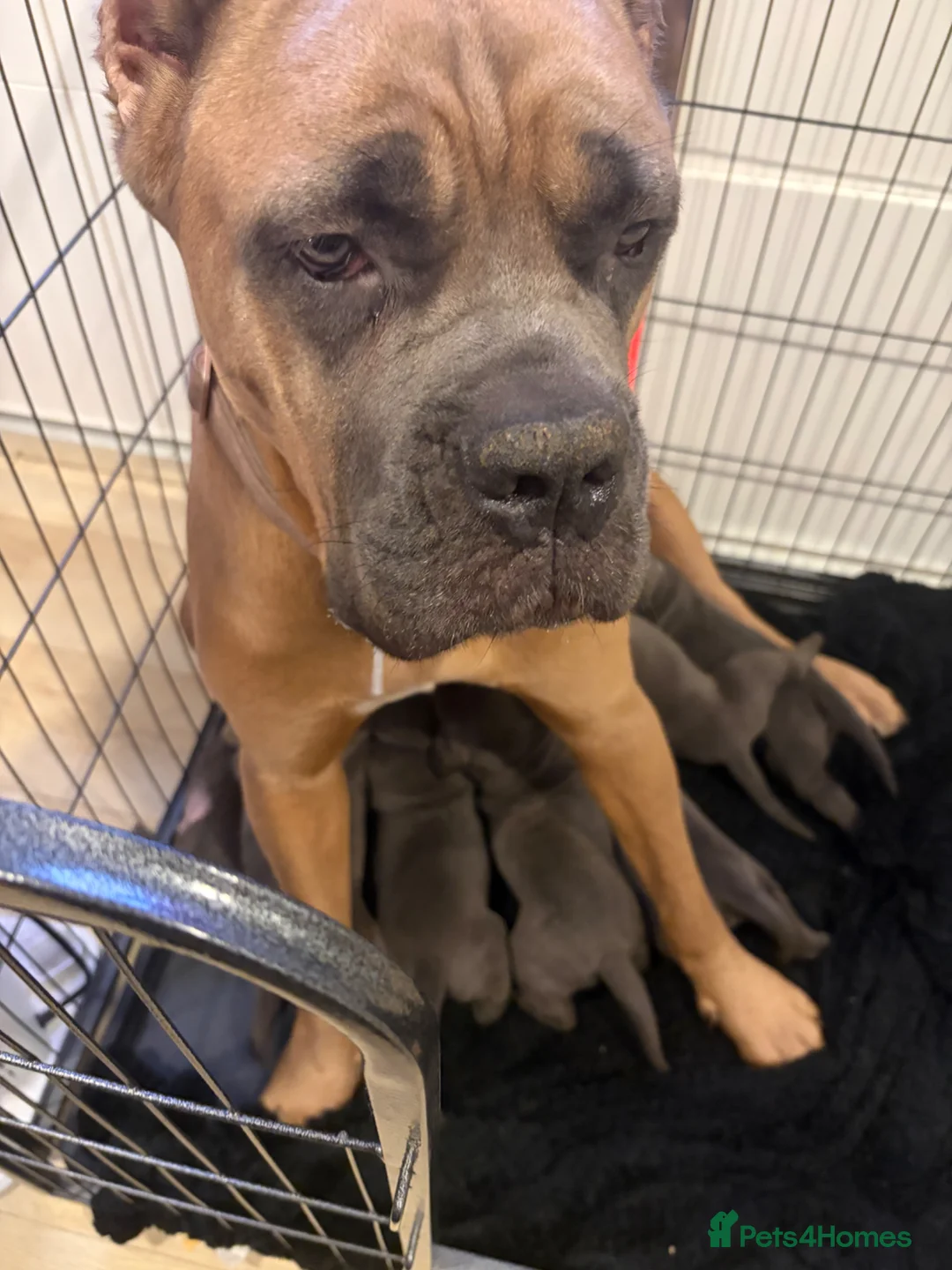 Cane Corso dogs for sale: ✨Top Quality Russian Bloodline Cane Corso Puppies✨ - Advert 2