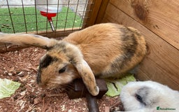 Mini Lop rabbits for sale: Female rabbit  - Image 2