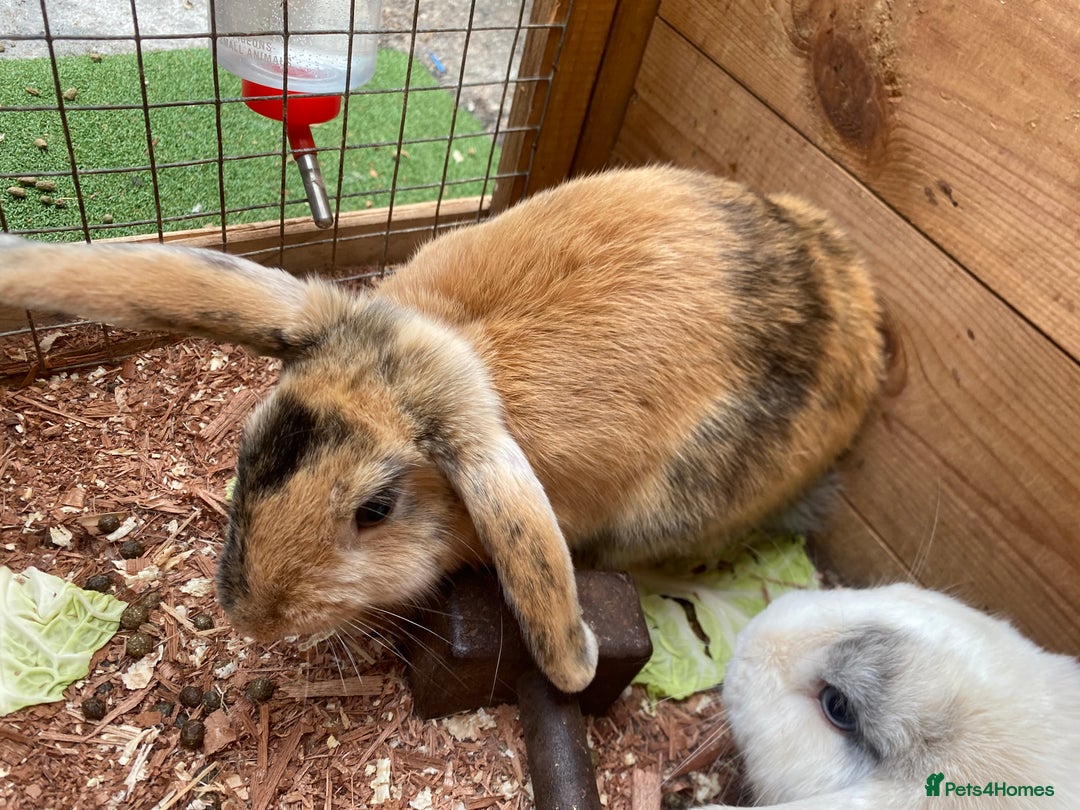 Mini Lop rabbits for sale: Female rabbit  - Image 2