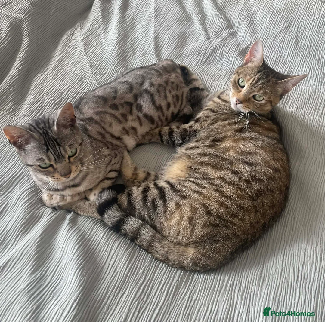 Bengal cats for sale: 2 BENGAL CATS FOR SALE - Advert 2