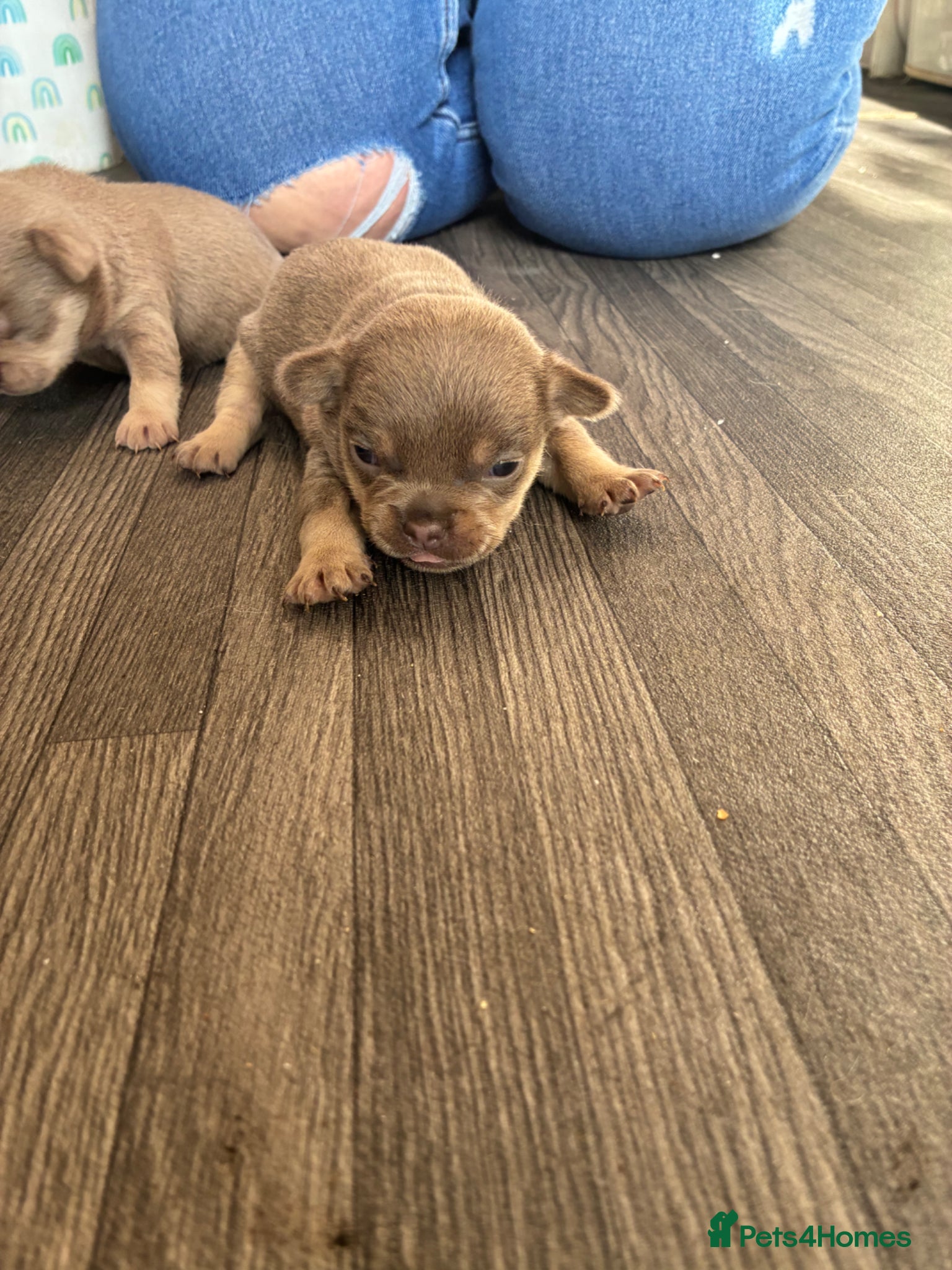 French Bulldog dogs French bulldog puppies  - Advert 1