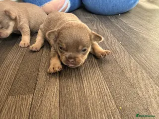 French Bulldog dogs French bulldog puppies - Advert 1