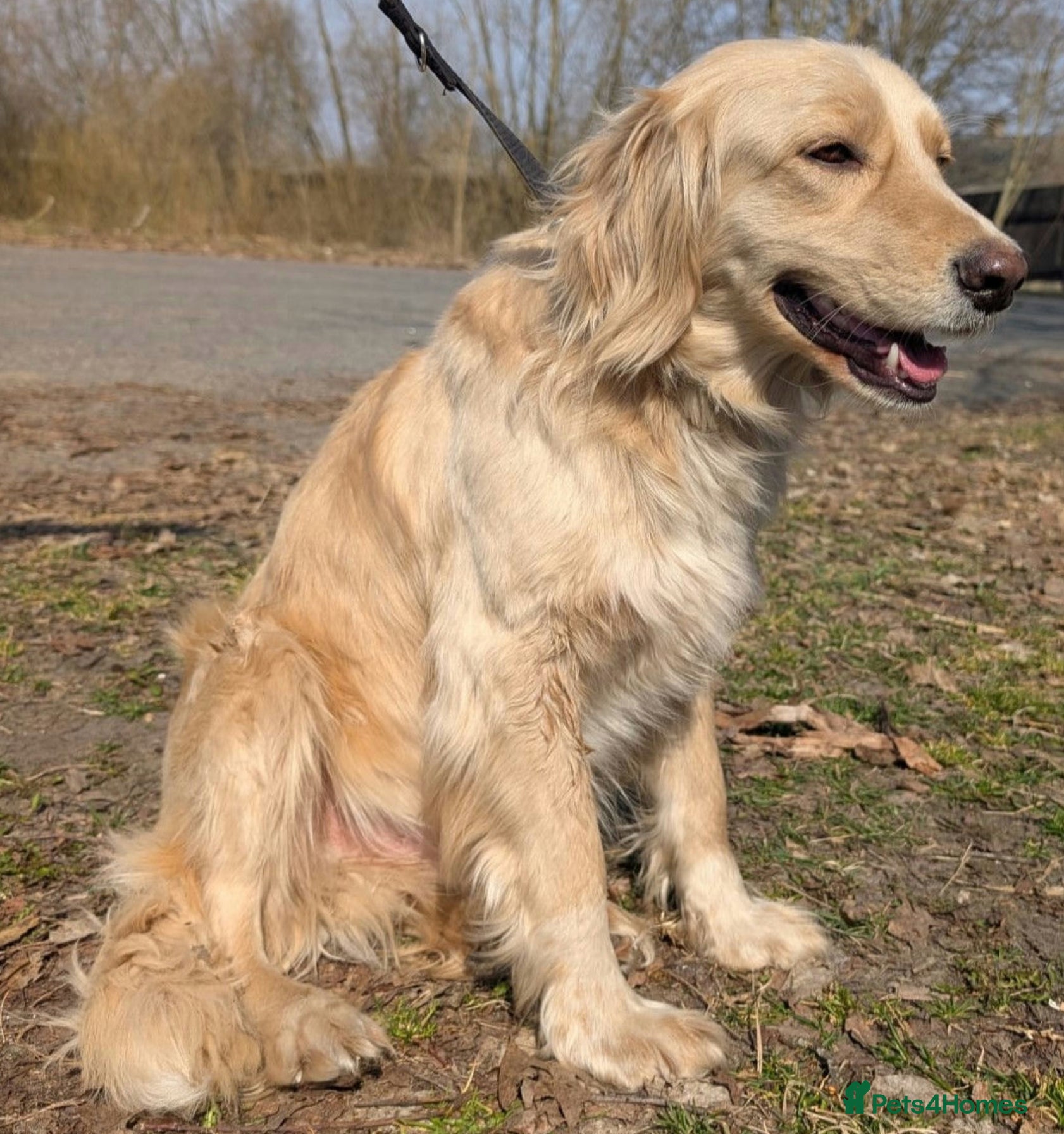 Golden Retriever dogs 🐾 HENRY – Male Golden Retriever 🐾 - Advert 1