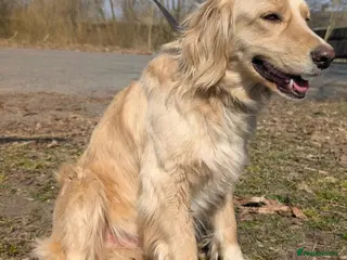 Golden Retriever dogs 🐾 HENRY – Male Golden Retriever 🐾 - Advert 1