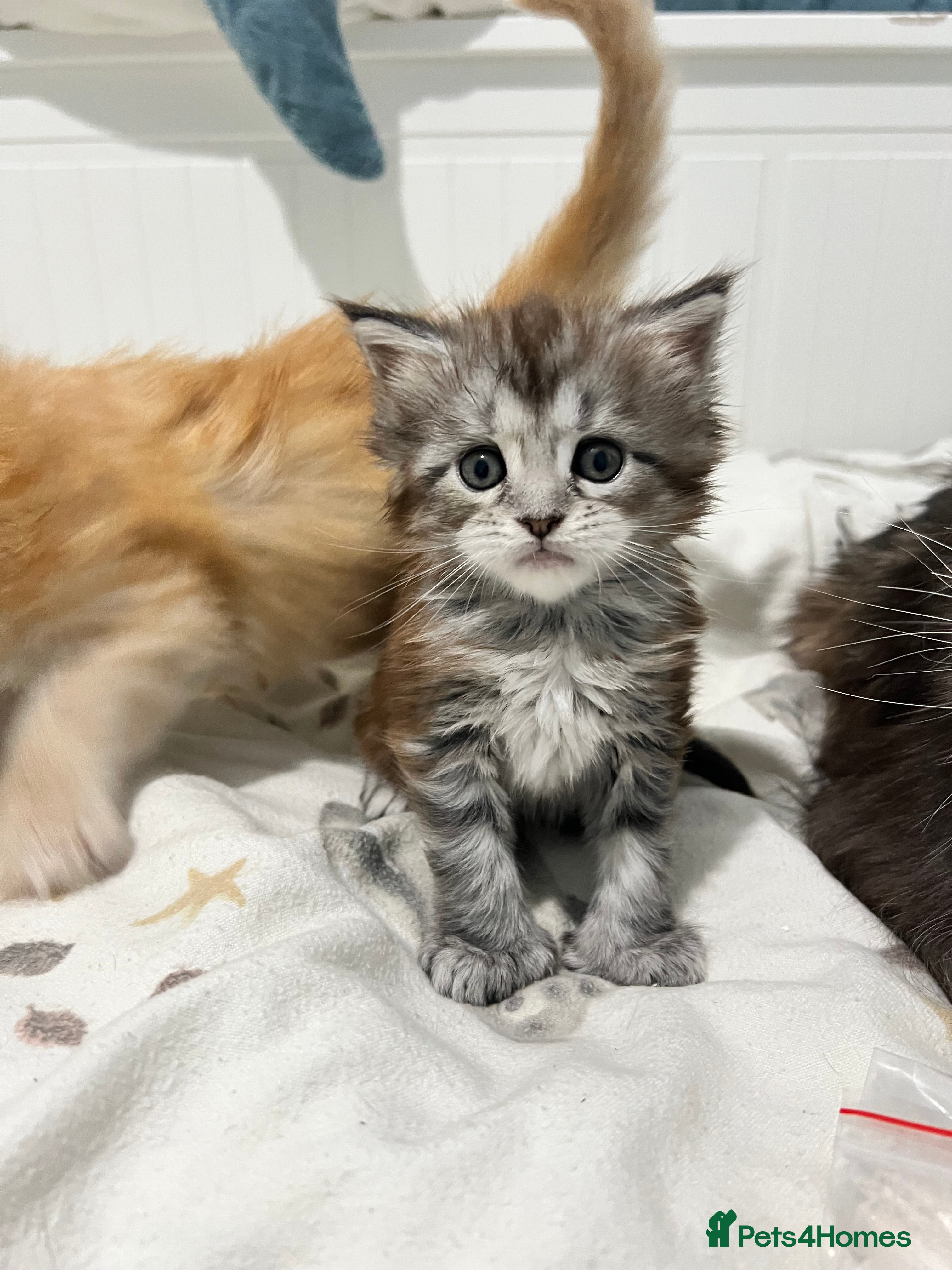 Maine Coon cats Adorable Polydactyl Maine Coon Girl! - Advert 6