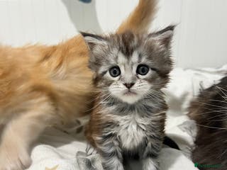 Maine Coon cats Adorable Polydactyl Maine Coon Girl! - Advert 6