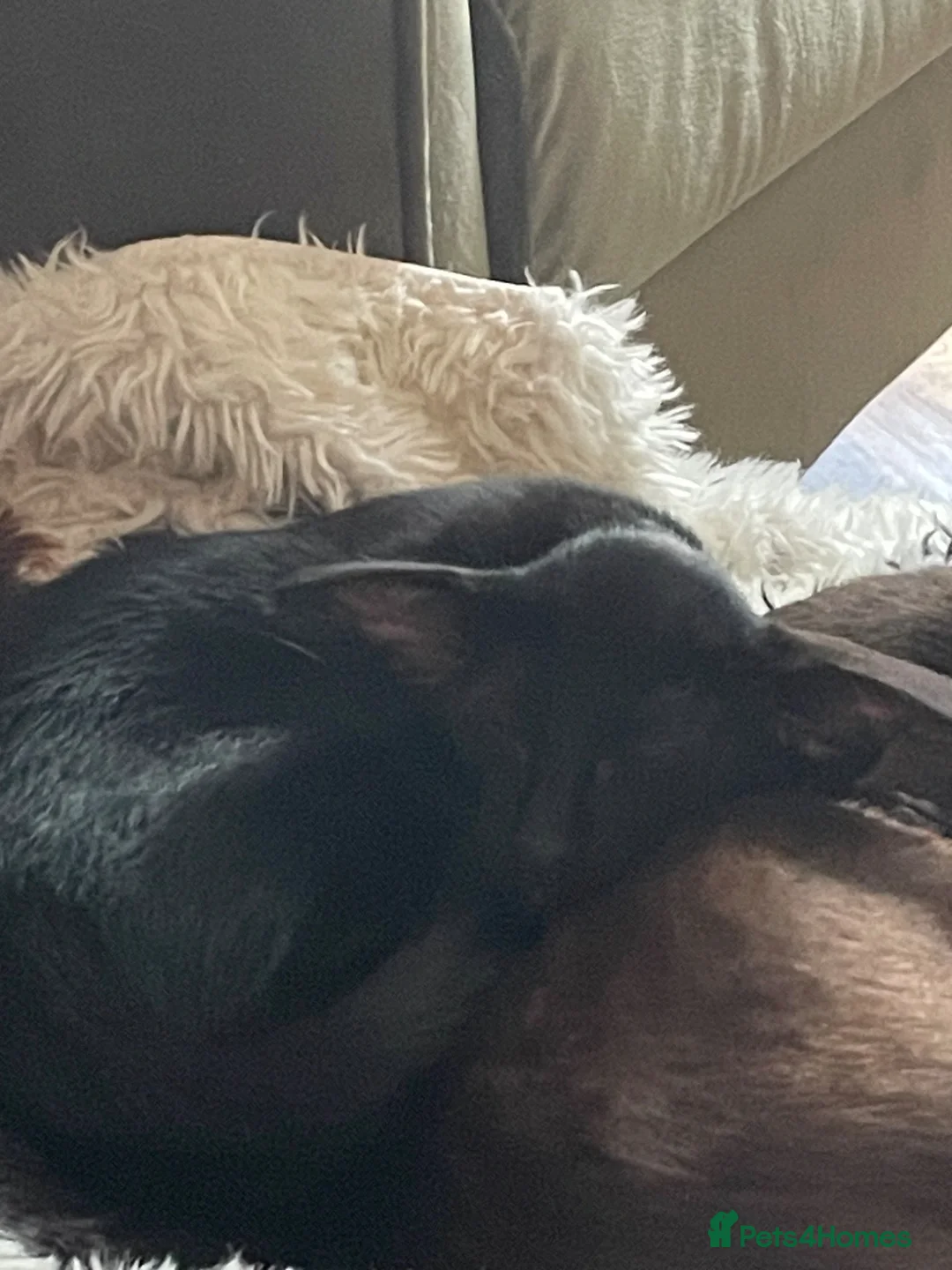 Oriental cats for sale: The Birds litter. - Advert 1