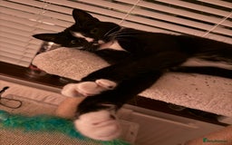 American Shorthair cats for sale: Suki the sweetheart - Image 8