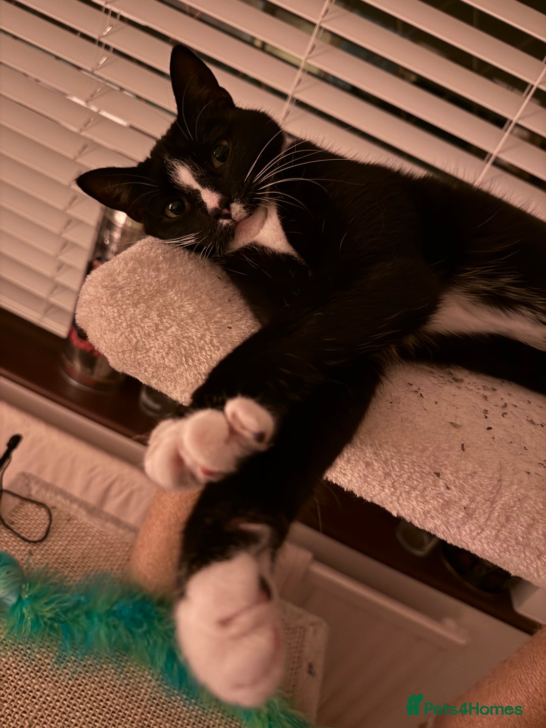 American Shorthair cats for sale: Suki the sweetheart - Image 8