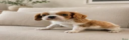 Cavalier King Charles Spaniel dogs for sale: ** DNA 🧬 PRA CLEAR CAVALIER KING CHARLES PUPPIES  - Advert 10